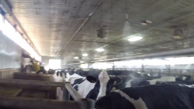 Сдали в аренду. Доение коров в канаде. Как выглядит молочная ферма смотреть онлайн