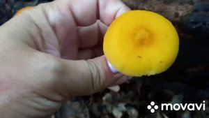 ❗РАСПОЗНАЁМ ГРИБЫ❓ Предположительно плютей львино-жёлтый??❗