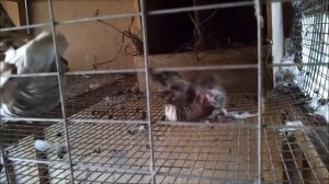 Разведение голубей на яйца - Сколько яиц несут голуби.