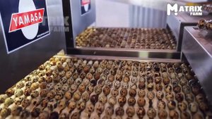 Выращивание перепелов и сбор урожая - Как на ферме по производству перепелов производят миллион яиц