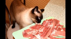 Самый лучший тайский кот!!!