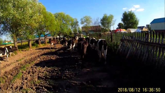 КФх встречаем коров с табуна смотреть онлайн