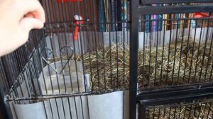 Амадины , обзор клетки .