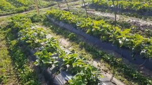 В гостях у известного клубничника Кубани Михаила Острохишко.