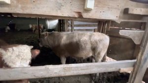 На сколько поправились бычки