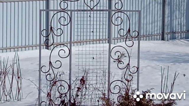 ЦАРСКАЯ ОПОРА под клематисы !#любимаядача #любимаядача смотреть онлайн