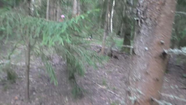 Нашли ПОЛЯНЫ ГРИБОВ В ЛЕСУ! После дождей ПОШЛИ ГРИБЫ! смотреть онлайн