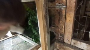 кормлю кроликов акацией