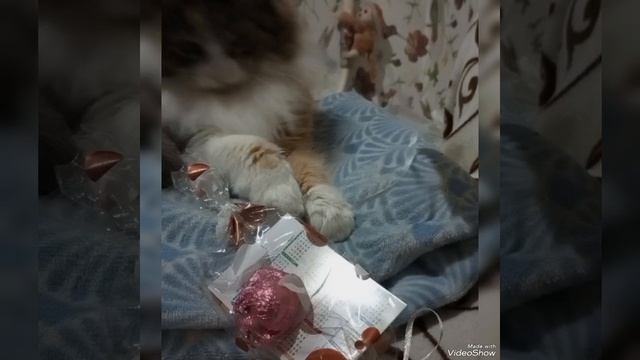 Video_20231015082556074_by_VideoShow.mp4 ?КОШКА ЛЮБИТ КОНФЕТЫ ?