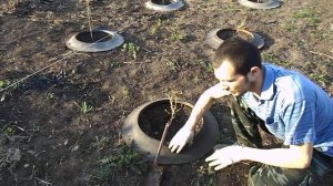 Простой способ посадки смородины.#весна#смородина#посадкасмородины#лайфхакдлясада#сад#крыжовник