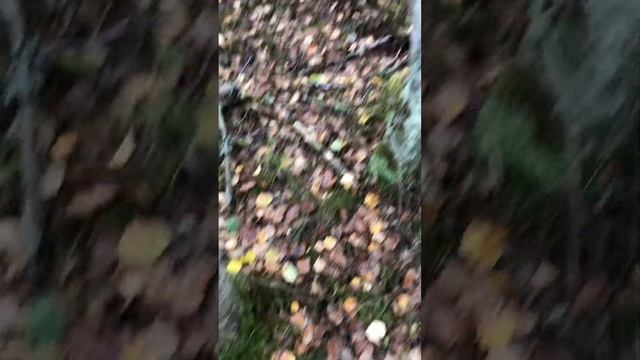 Грибная лихорадка - 2023 смотреть онлайн