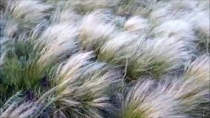 Цветущий ковыль на ветру рядом с железной дорогой Flowering feather grass in wind next to railway