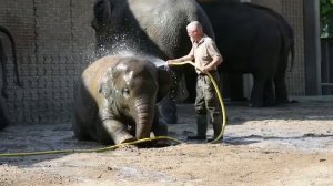 Невероятные истории спасения людей животными |  Слон Нинг Нонг и цунами | История №1