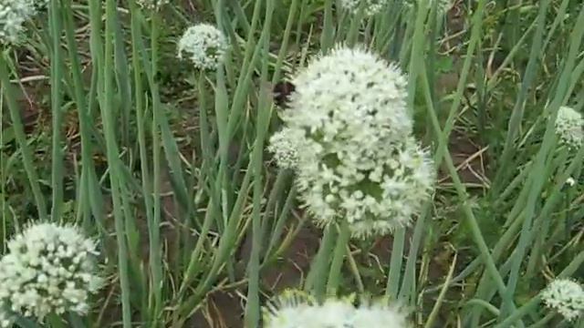 Опыление лука шмелями и пчелами смотреть онлайн