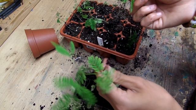 Transplanting Mimosa Tree Seedlings смотреть онлайн