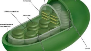 УДИВИТЕЛЬНАЯ БИОЛОГИЯ - всё о клетке (анимация)