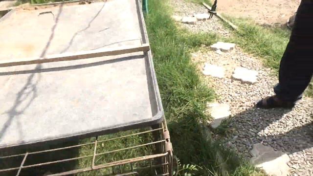 Возвращаем николаевскую голубку хозяину! смотреть онлайн