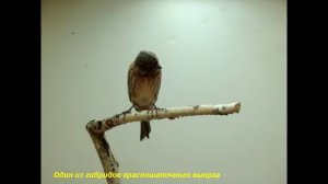 Гибрид красношапочный вьюрок и канарейка. Hybrid Seriniis pusillus Х Serinus canaria