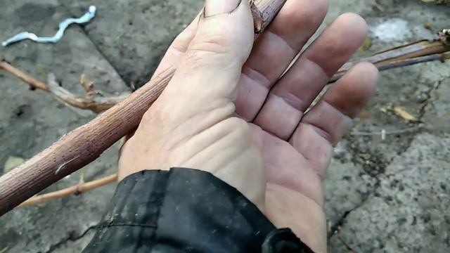 ОСЕННЯЯ ОБРЕЗКА СИЛЬНОРОСЛЫХ КУСТОВ ВИНОГРАДА 🤫Мой секрет по тихому