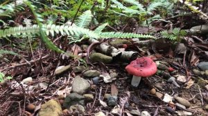 辛いらしいドクベニタケ  - Russula emetica