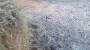 Какое сено купить лошадям.