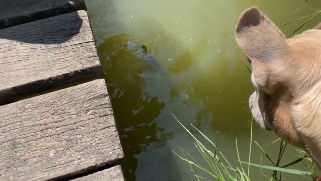 Відкриття коропового сезону. BIG FISH 2023. Про таку риболовлю я могла тільки мріяти. ВОВКОВЕ ОЗЕРО