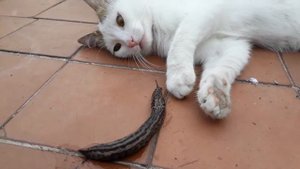 КОТ И СЛИЗНЯК