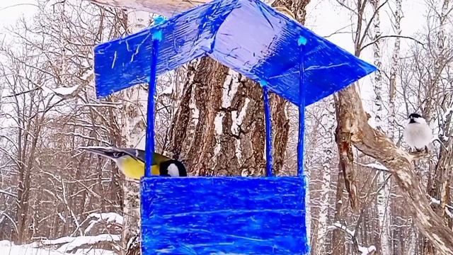 ПЕНИЕ ПТИЦ. ПТИЦЫ НА КОРМУШКЕ. БОЛЬШАЯ СИНИЦА. ЛАЗОРЕВКА. ГАИЧКА. #пениептиц