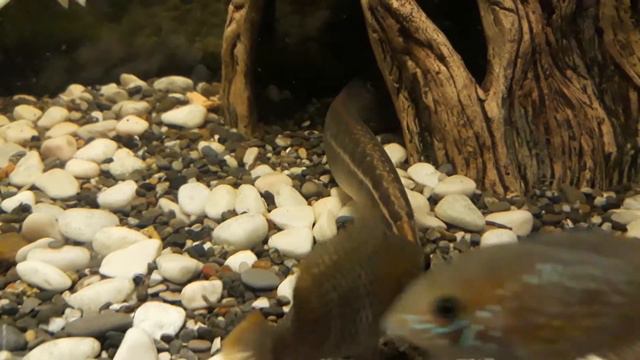 НАШ АКВАРИУМ// питомцы и кормление.!!! смотреть онлайн