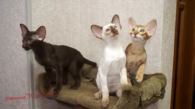 Ориентальные котята, Инстаграм Orientalnyekoshki  тел. +79279186611