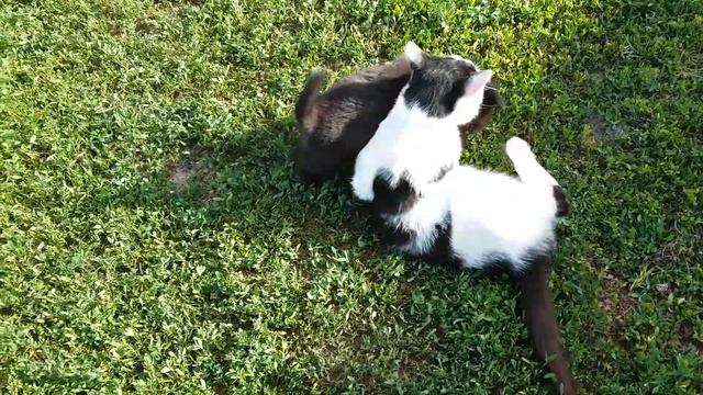 игра между с кошкой и собакой смотреть онлайн