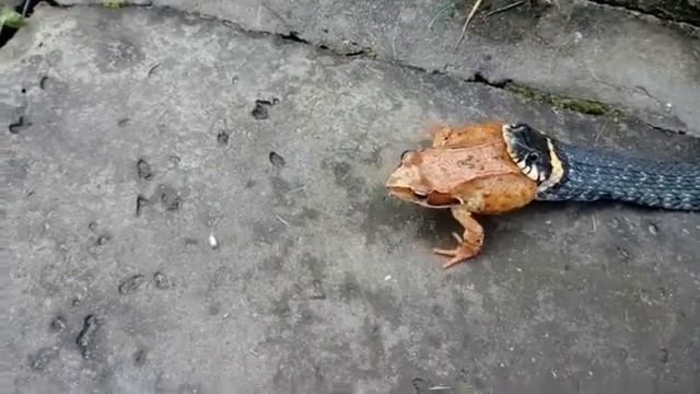 Гадюка питается лягушкой.. #так питаются животные смотреть онлайн