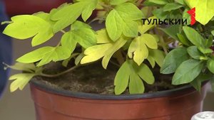 дицентра