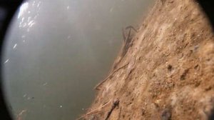 Ловля раков Днепр 2019