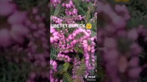 Вереск цветет зимой 😊