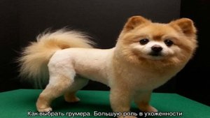 Стриженный шпиц под медвежонка: как подстричь в домашних условиях