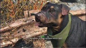 Fallout-4 Как добыть 50-60 собак для защиты поселения