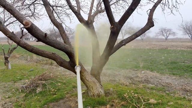 O'rik shaftoli darahtini dorilash смотреть онлайн