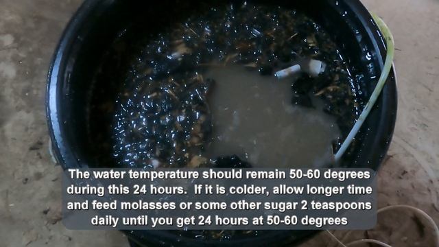 diy morel mushroom slurry kit #morel #mushroom #backyard #slurry смотреть онлайн