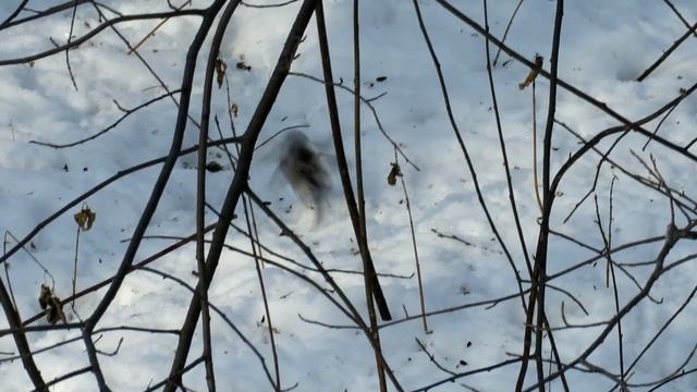 "Чудо птица" - Длиннохвостая Синица, Long-Tailed Tit