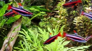 Nannostomus mortenthaleri home grown F1.