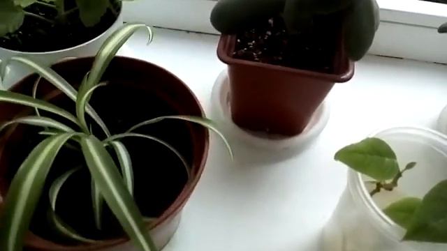 Мои цветы в октябре! Часть 2-я смотреть онлайн