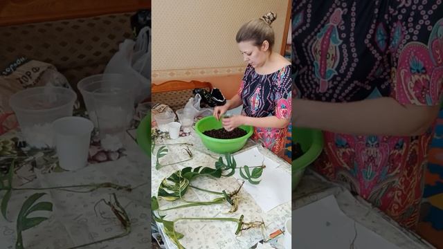 Монстера Мармората, Амидриум Блю Спайдермен, посадка в грунт смотреть онлайн