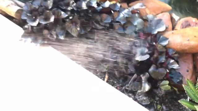 Natureza em Cores - Como molho minhas suculentas. смотреть онлайн