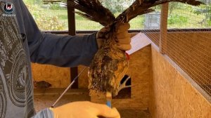 Лечим цыплят от расклёва просто и дёшево! Народный способ.