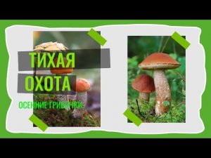 Тихая охота  Осенние грибочки