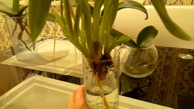 "Мокрые" новости)))SWC. смотреть онлайн