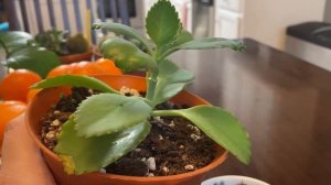 Interview a Plant - Mother of Thousands Kalanchoe!