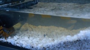 ВЫЖИВАНИЕ 100 ТАРАКАНОВ НА НЕОБИТАЕМОМ ОСТРОВЕ С ВУЛКАНОМ  и МОРСКИМИ ЧУДОВИЩАМИ 7 ДНЕЙ! Часть 2