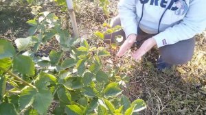 Ежевика,итоги пересадки взрослых кустов,спустя год.